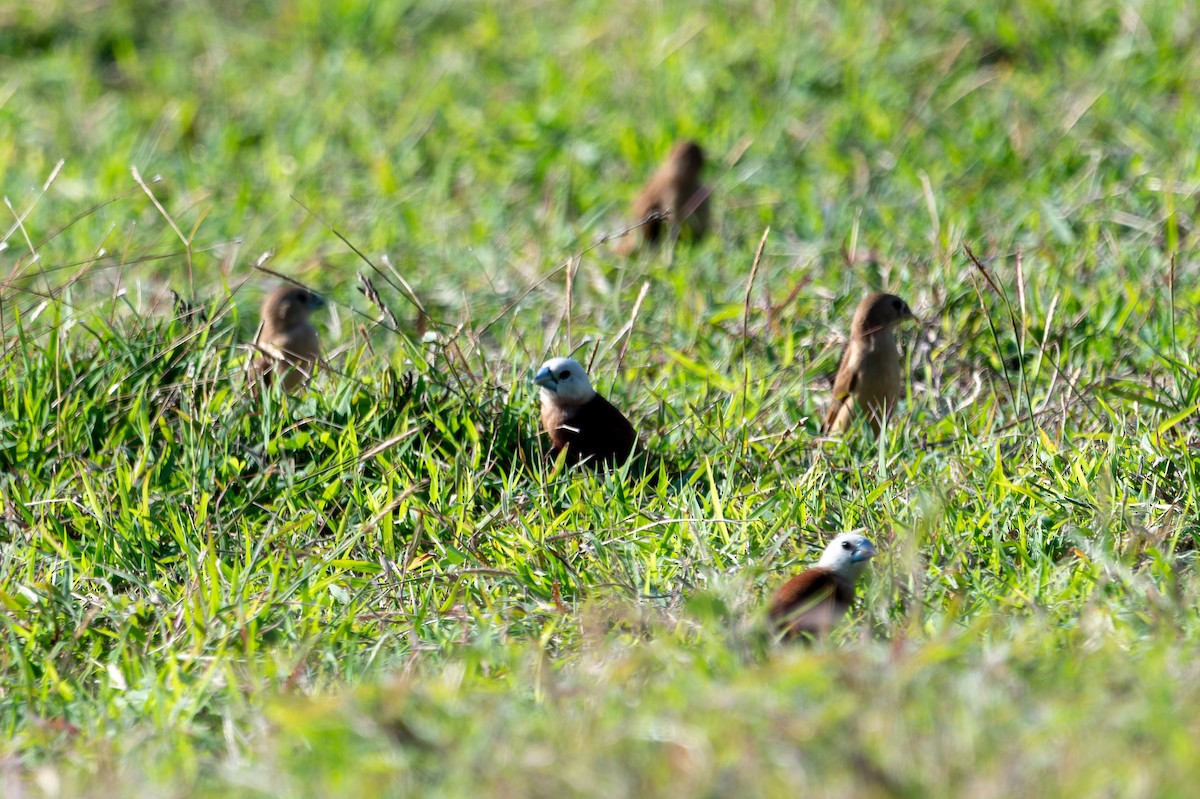 White-headed Munia - ML643927823