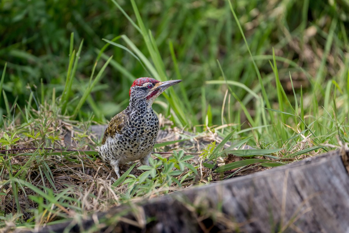 Nubian Woodpecker - ML643927826