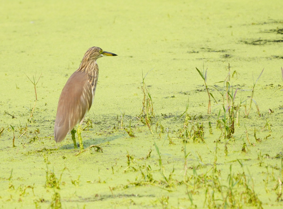 Indian Pond-Heron - ML643927849