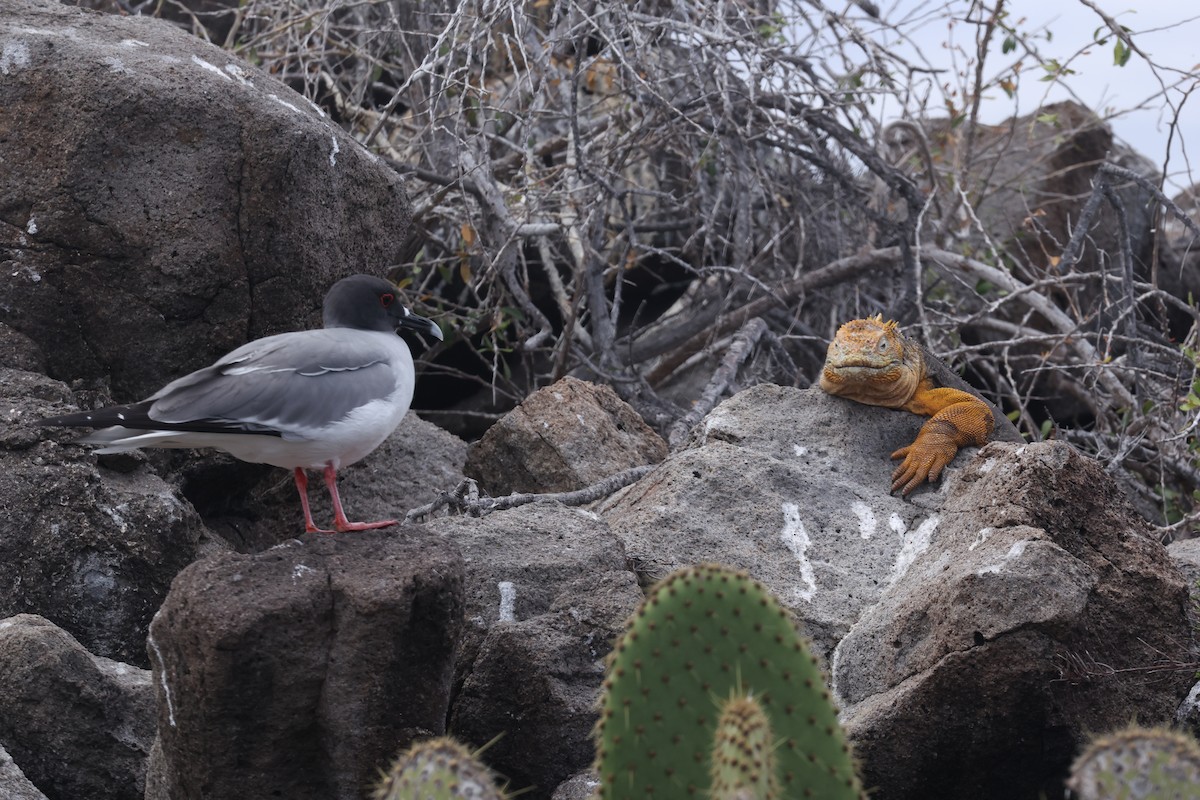 Gaviota Tijereta - ML643927853