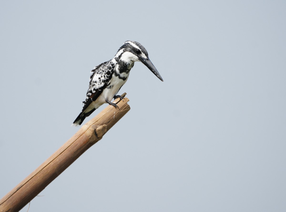 Pied Kingfisher - ML643927867