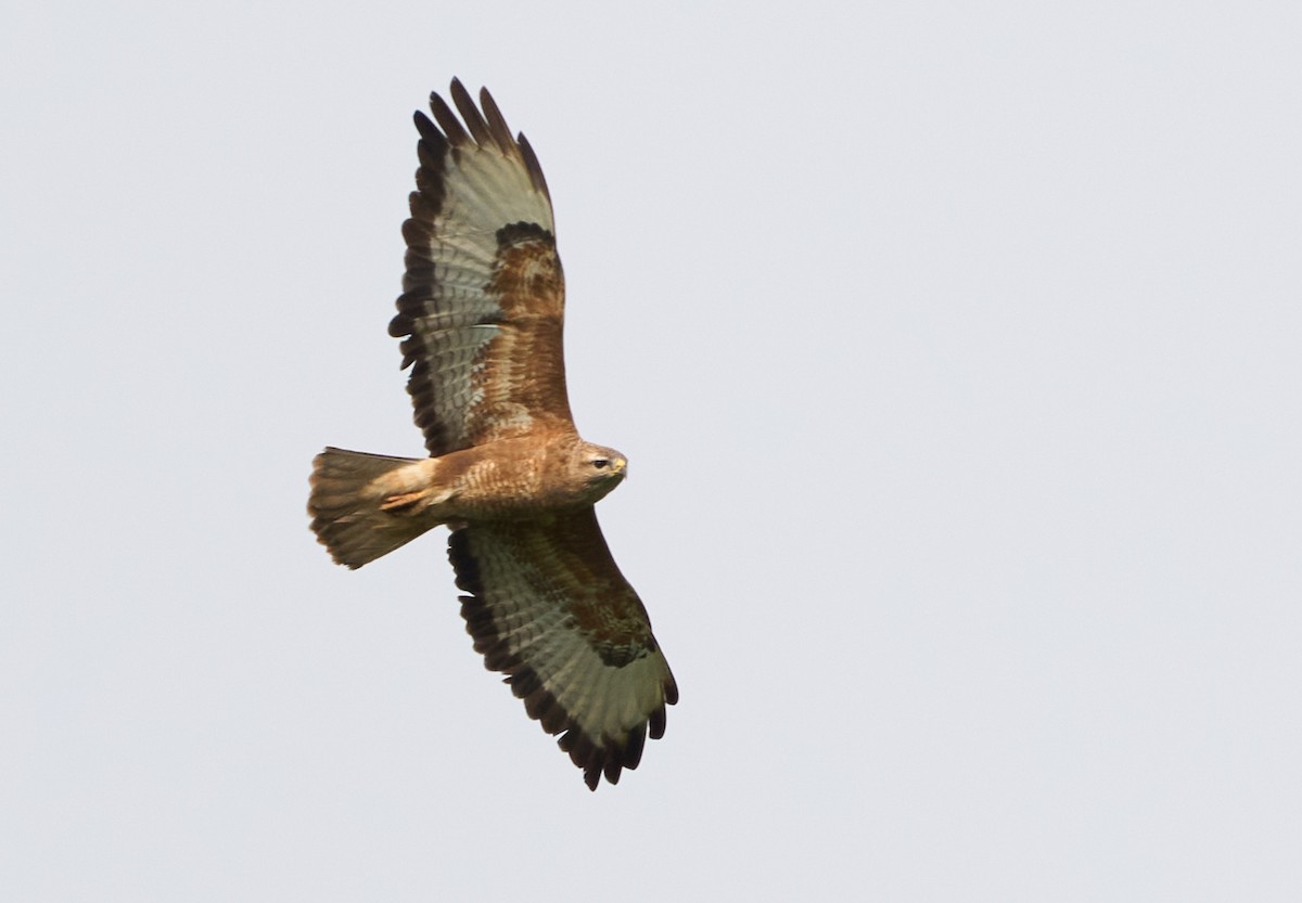 歐亞鵟(vulpinus/menetriesi) - ML643927872