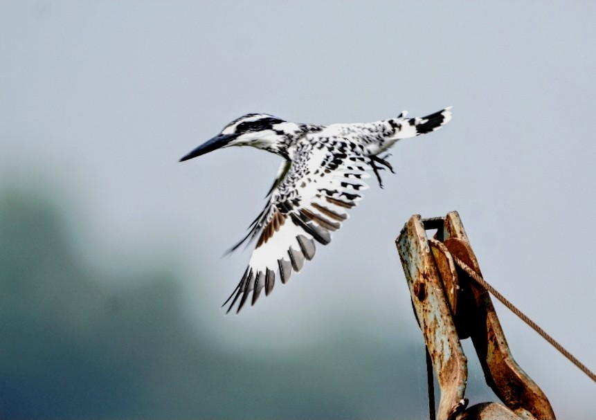 Pied Kingfisher - ML643927874