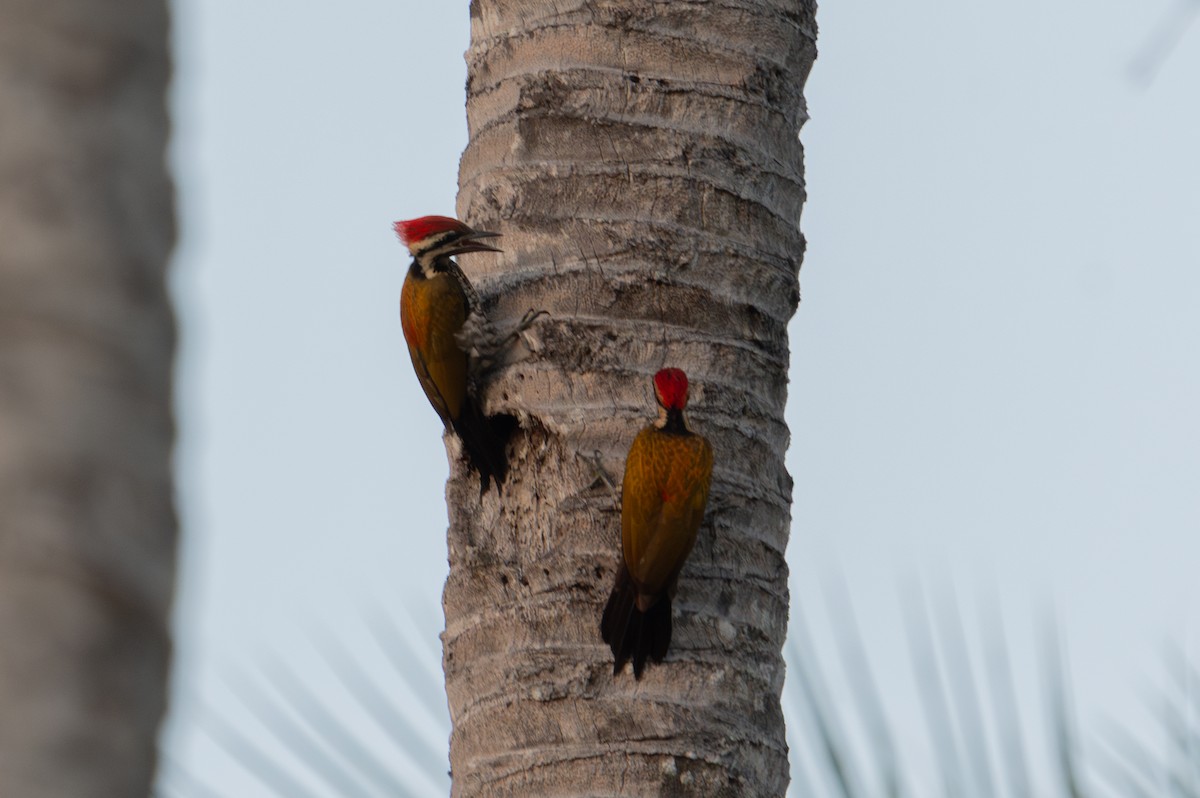 Common Flameback - ML643927876