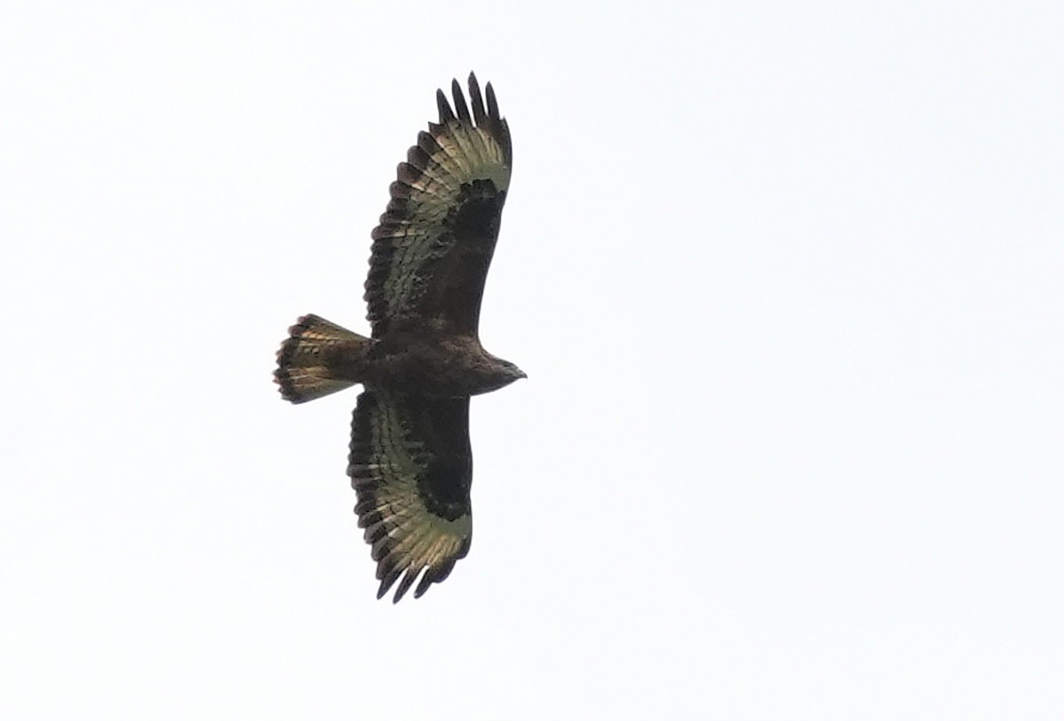 歐亞鵟(vulpinus/menetriesi) - ML643927878