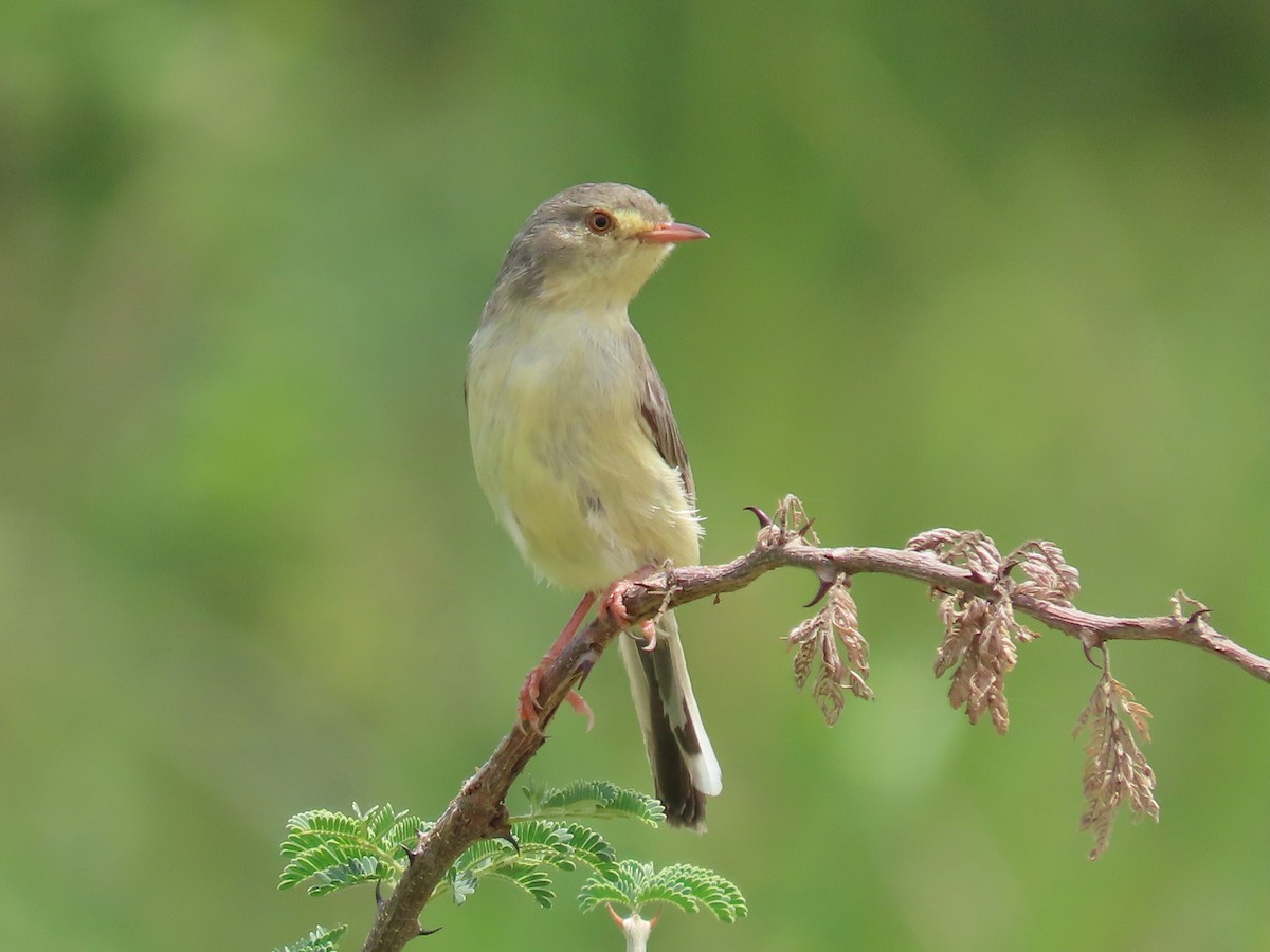 Buff-bellied Warbler - ML643927901