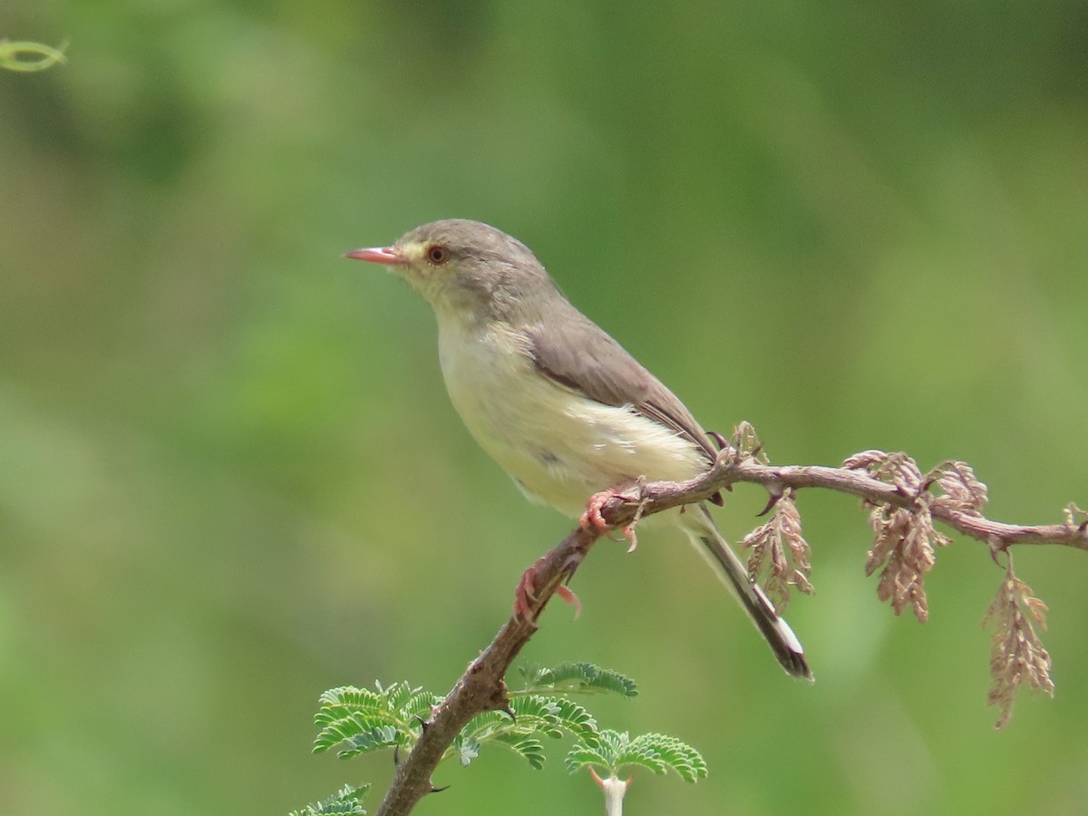 Buff-bellied Warbler - ML643927902