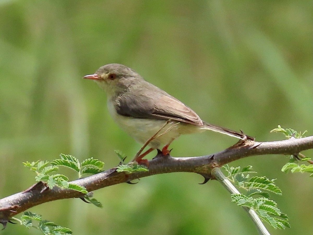Buff-bellied Warbler - ML643927904