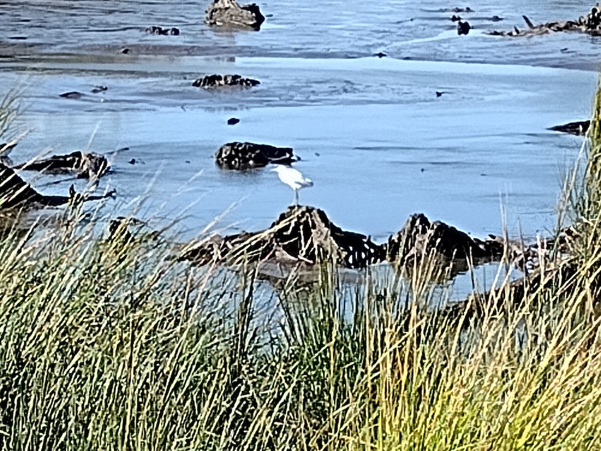 Чепура блакитна - ML643927927