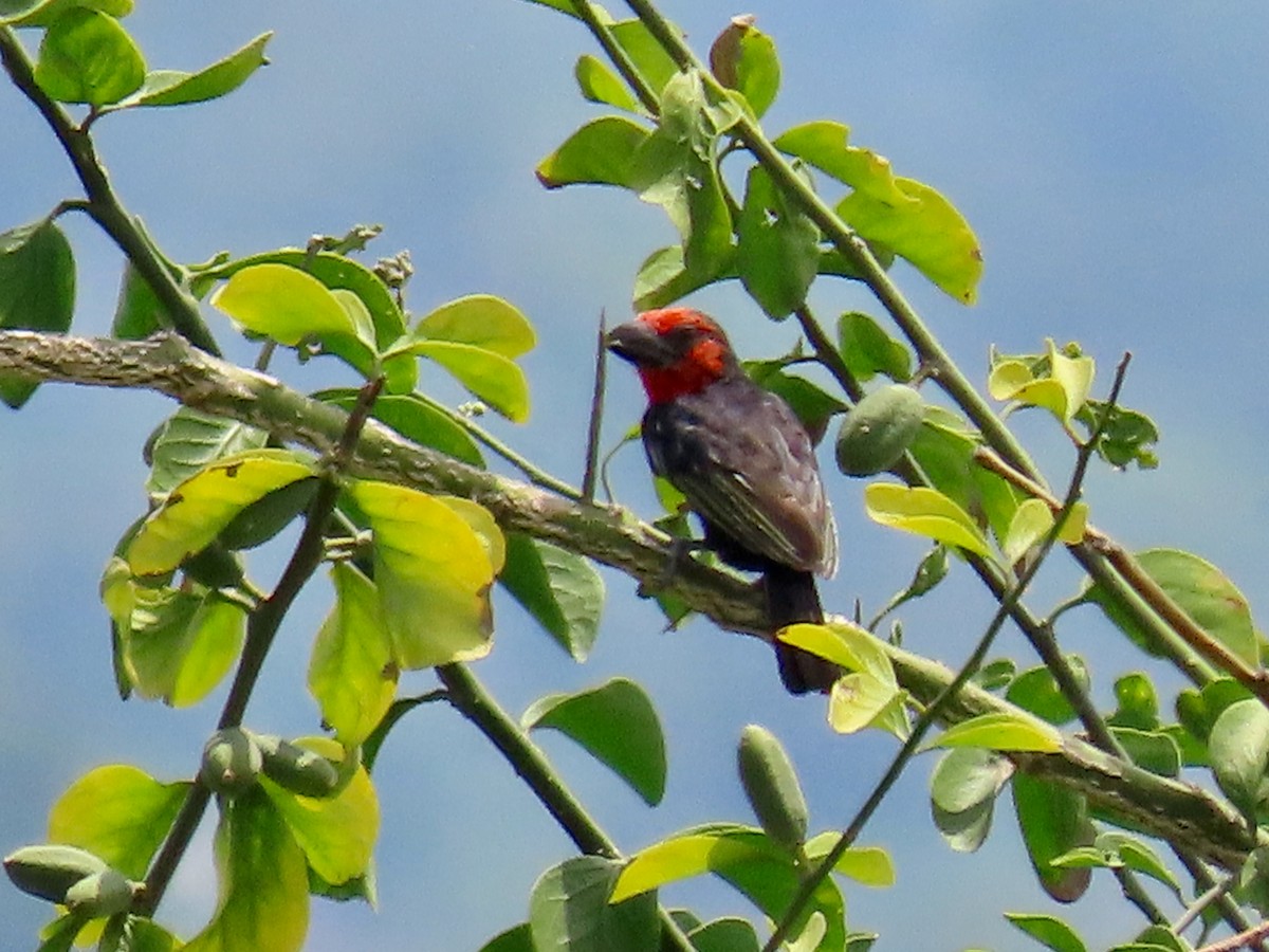 Черноклювая либия - ML643927978