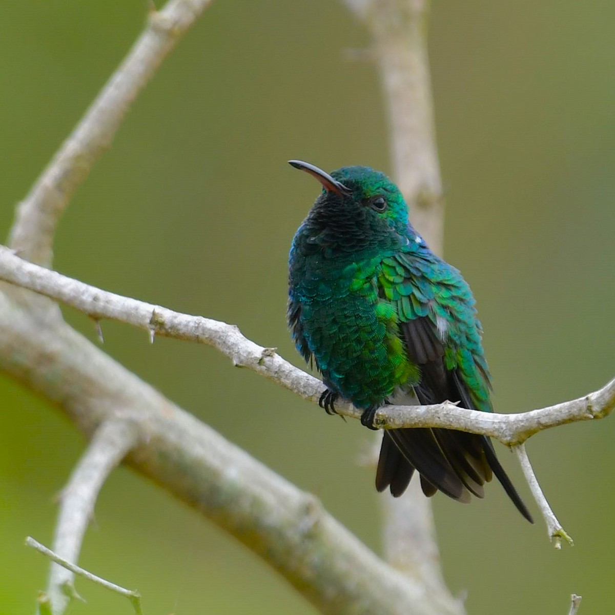 Sapphire-throated Hummingbird - ML643927985