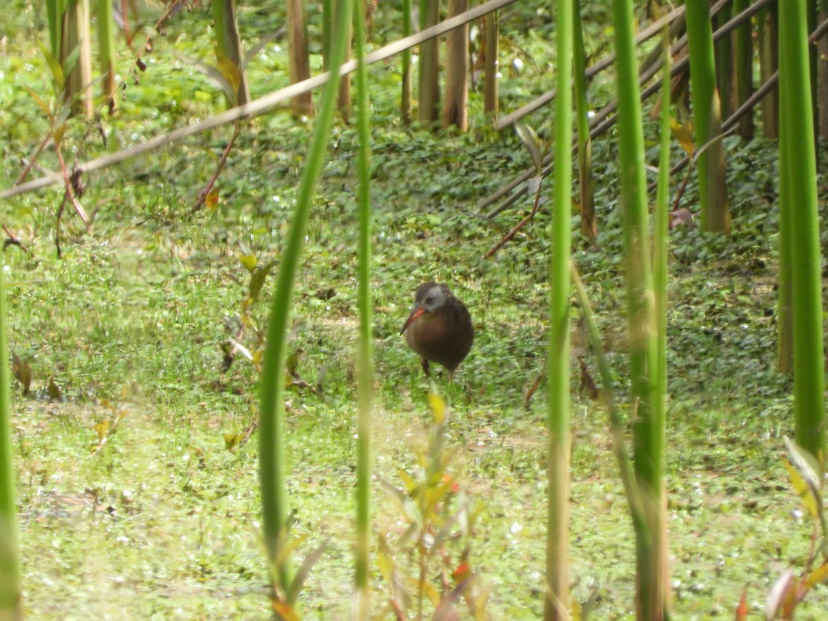 Ecuadorian Rail - ML643927986