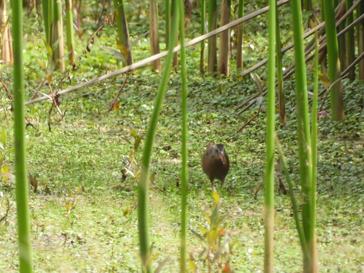 Ecuadorian Rail - ML643927988