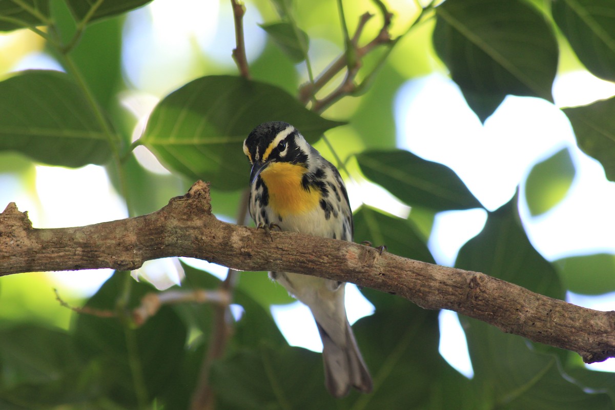Yellow-throated Warbler - ML643927990