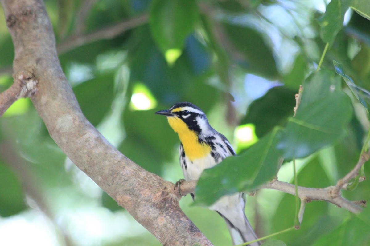 Yellow-throated Warbler - ML643927991