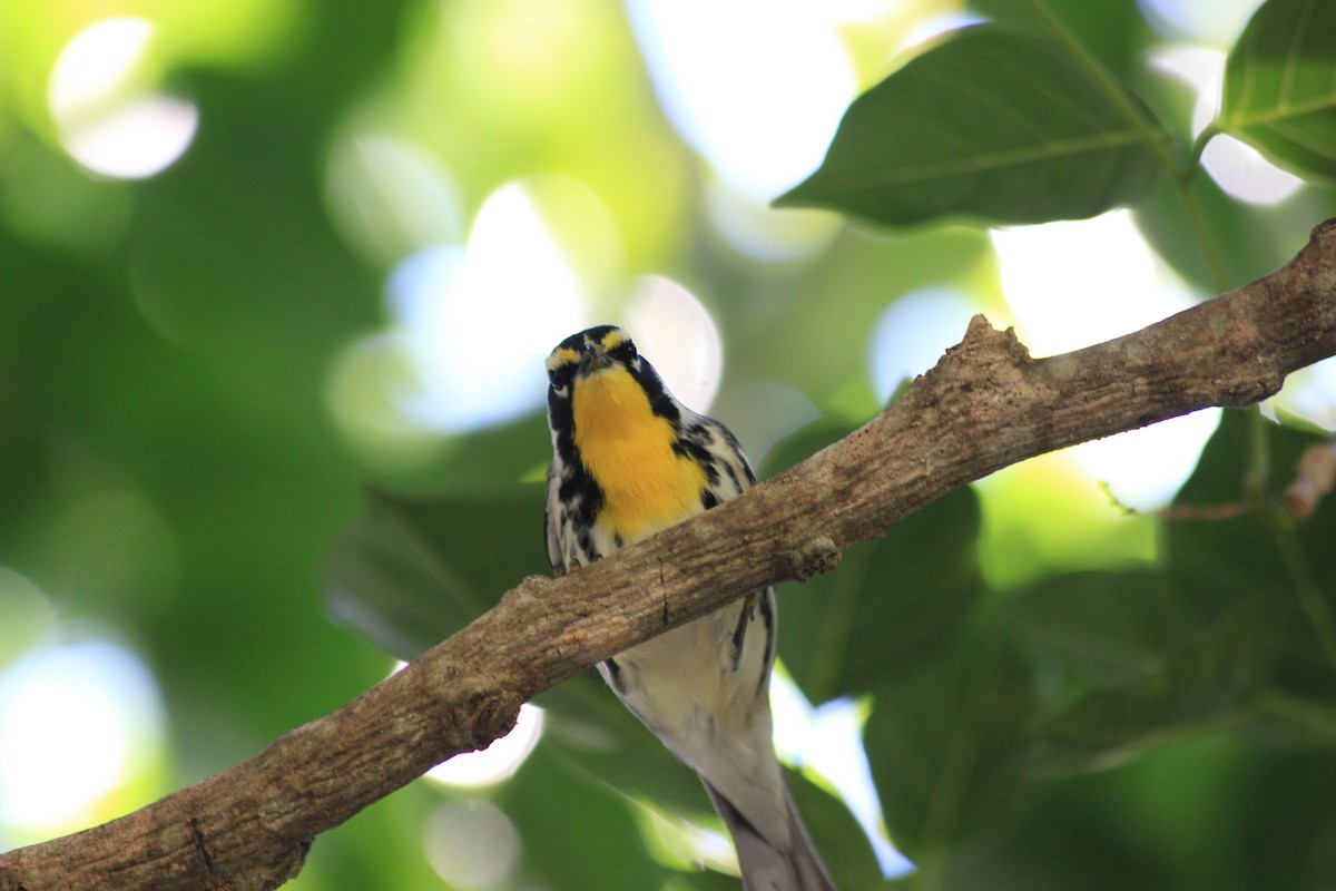 Yellow-throated Warbler - ML643927993