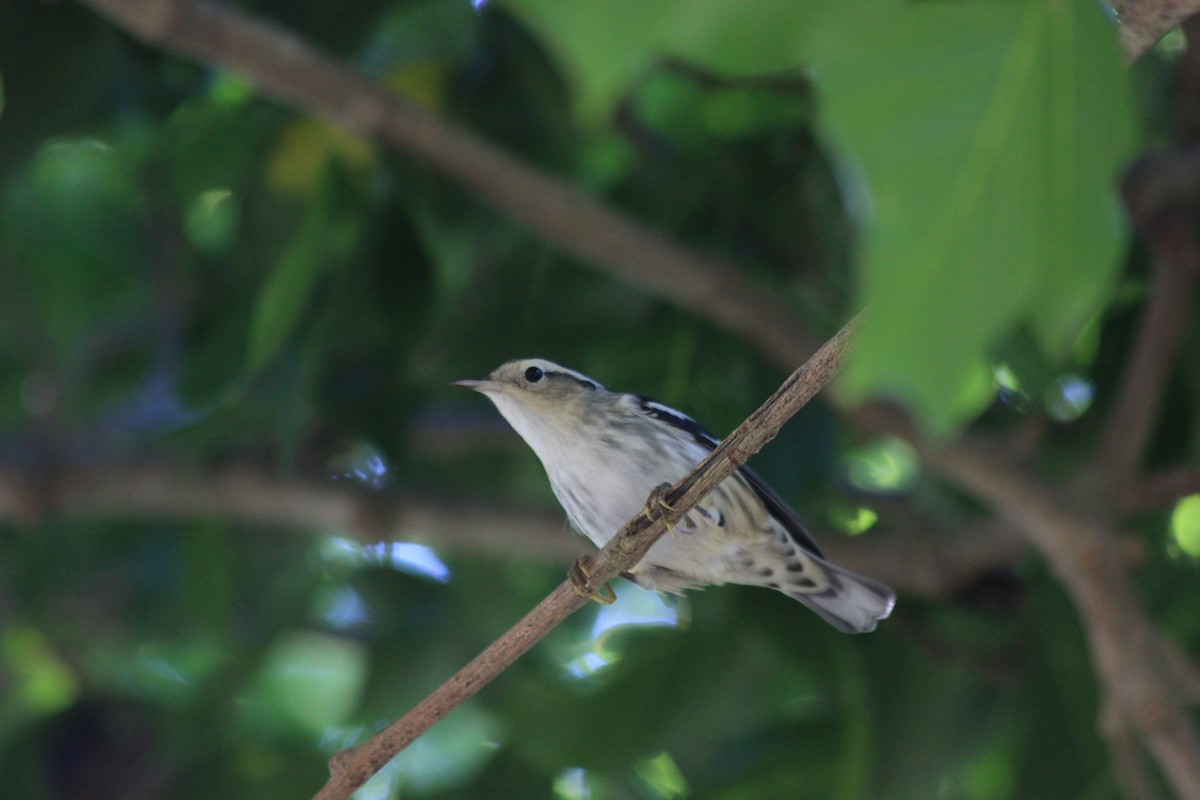 Black-and-white Warbler - ML643927997