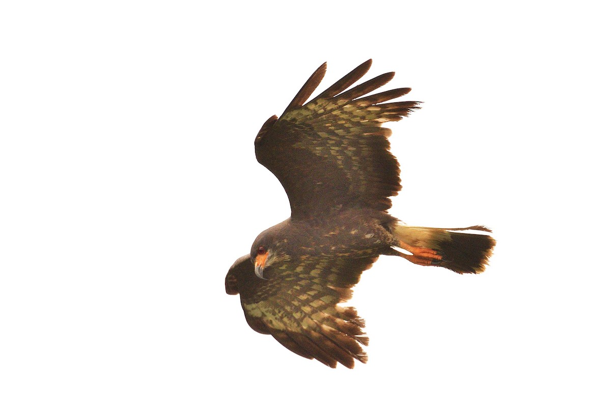 Snail Kite - ML643928009