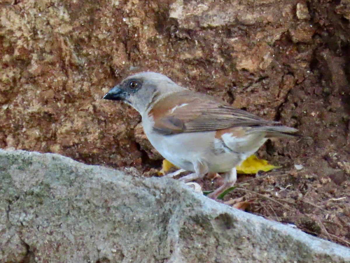 Northern Gray-headed Sparrow - ML643928039