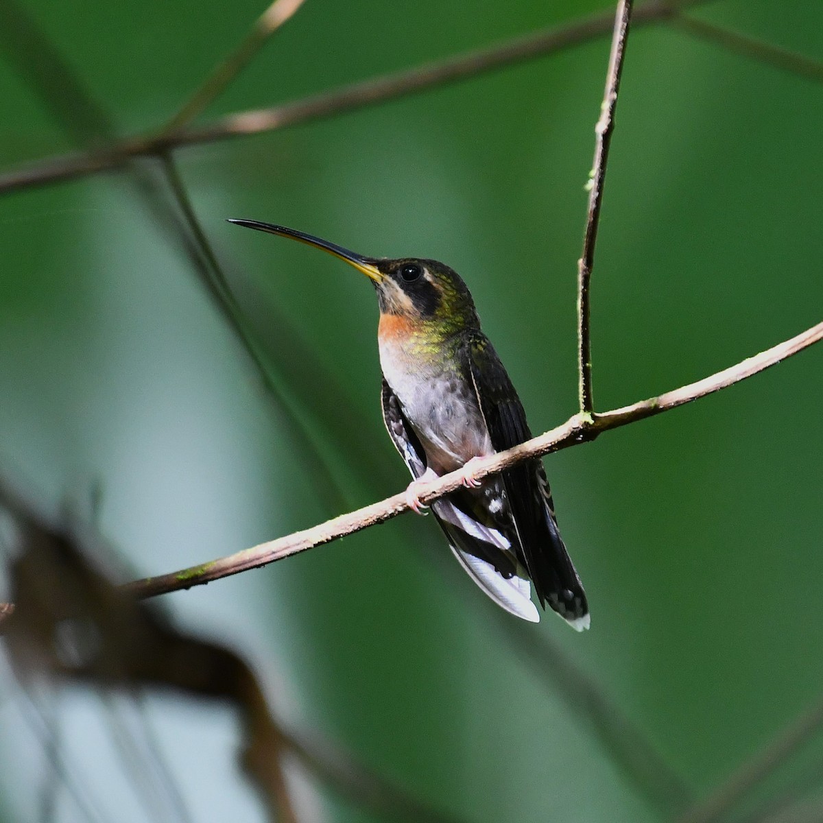 Band-tailed Barbthroat - ML643928074