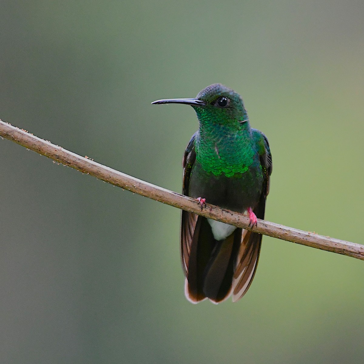 Bronze-tailed Plumeleteer - ML643928079