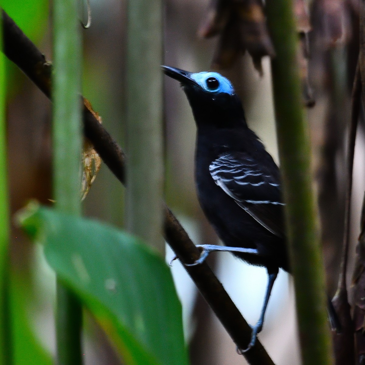 Bare-crowned Antbird - ML643928098