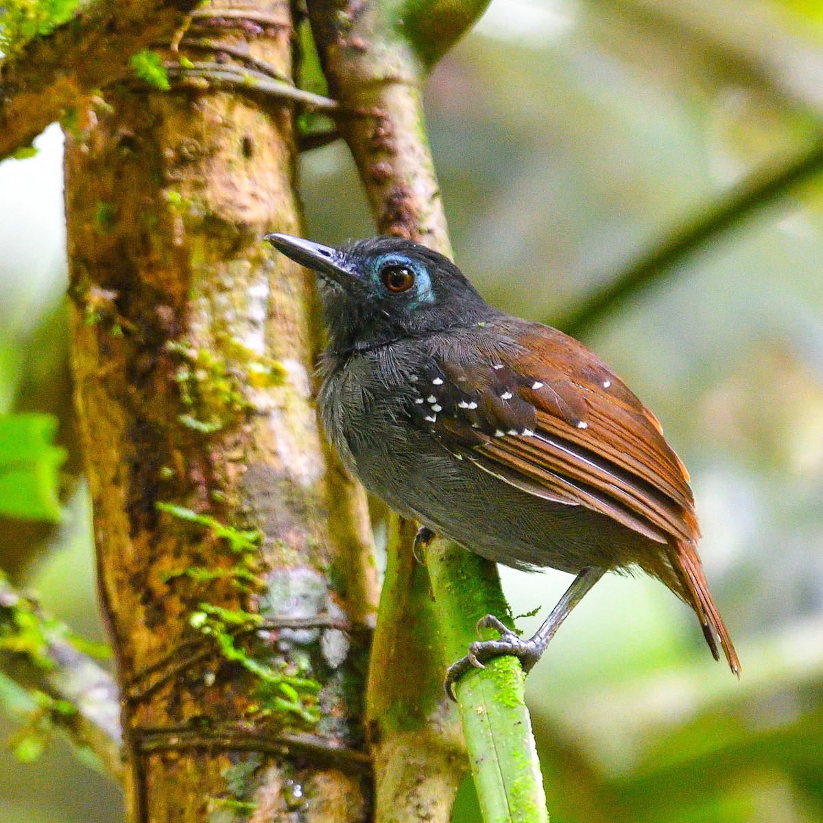 Chestnut-backed Antbird - ML643928112