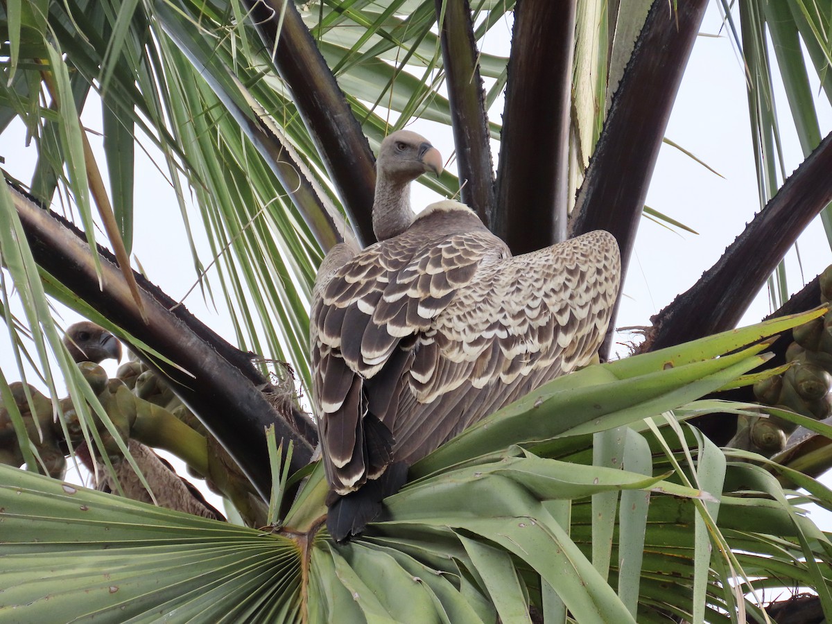 Rüppell's Griffon - ML643928114