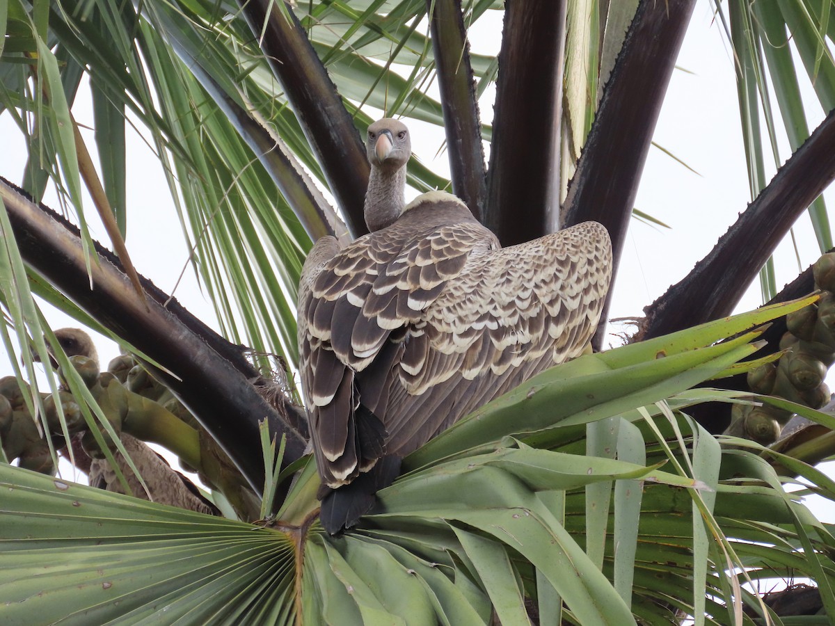 Rüppell's Griffon - ML643928115