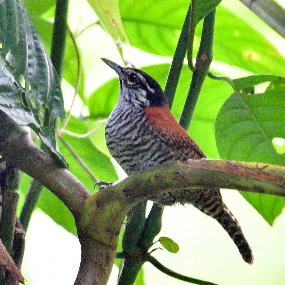 Bay Wren - ML643928129