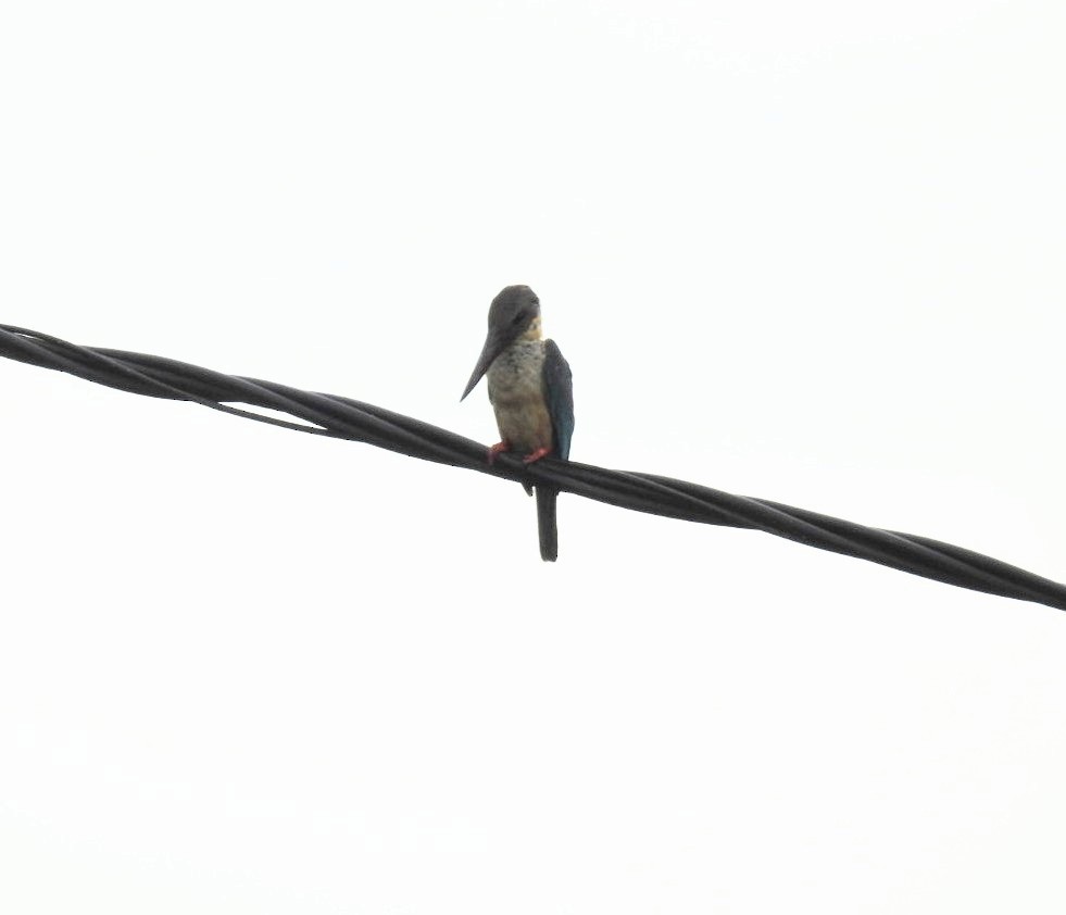Stork-billed Kingfisher - ML643928131
