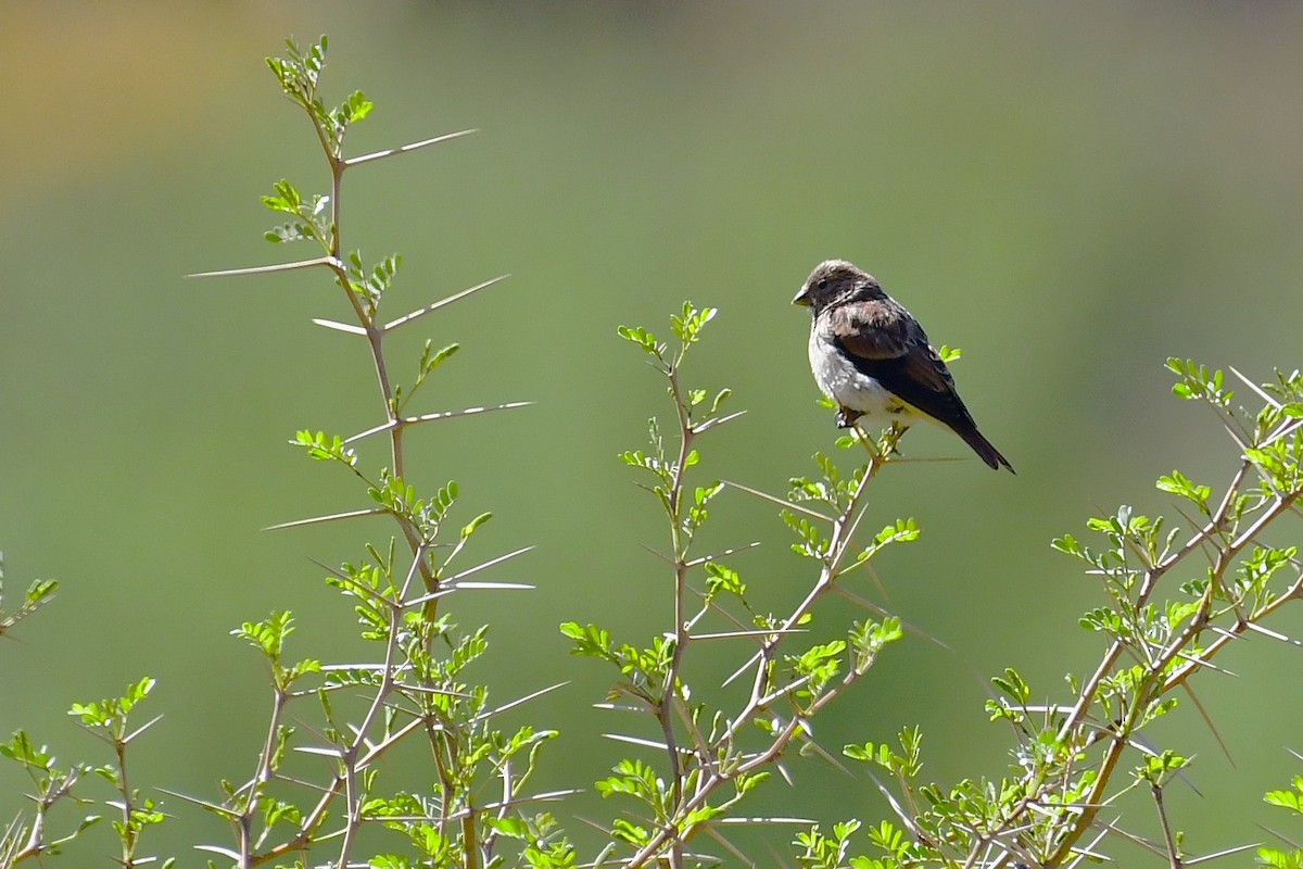 Black-headed Canary - ML643928133