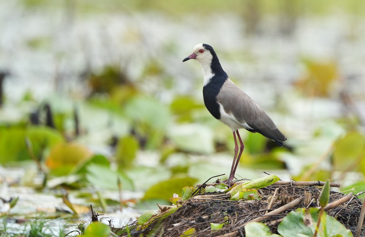 Long-toed Lapwing - ML643928135