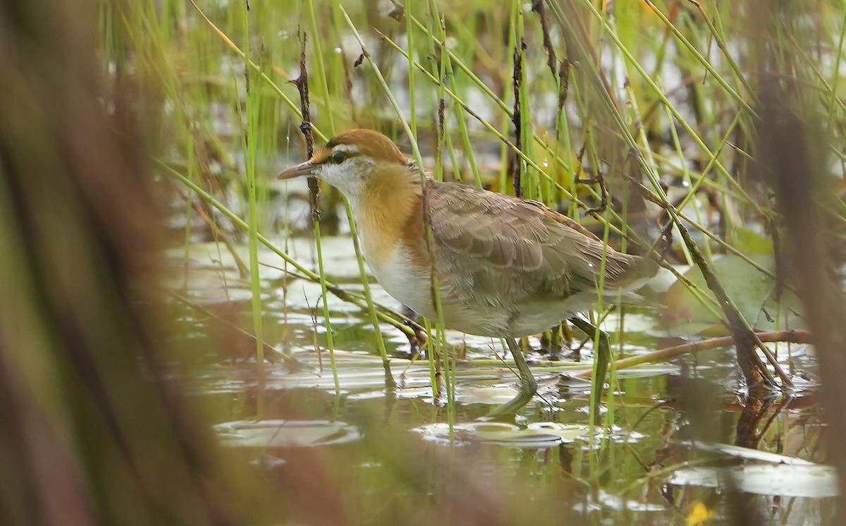 Lesser Jacana - ML643928136