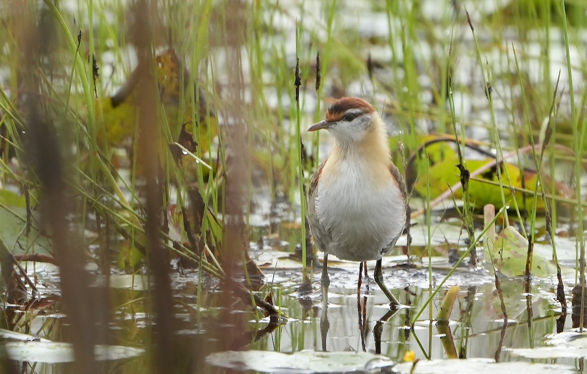 Lesser Jacana - ML643928137