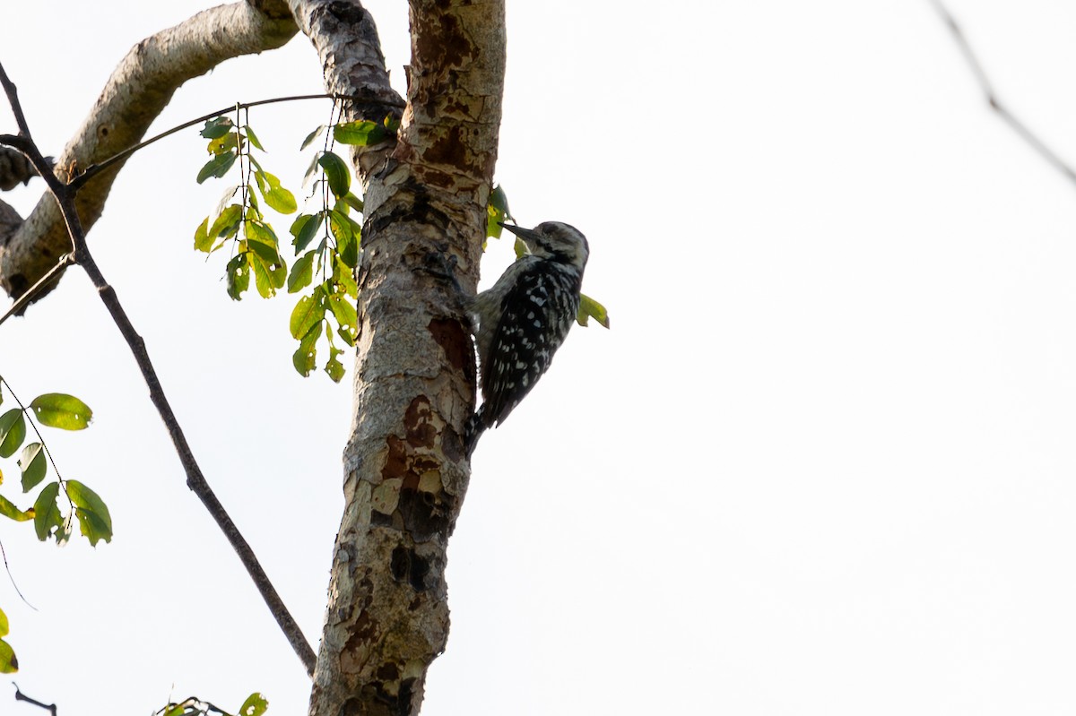 Freckle-breasted Woodpecker - ML643928138