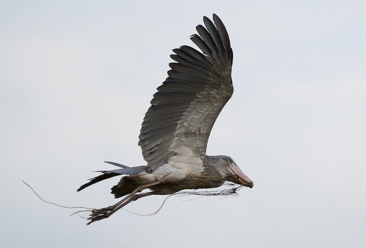 Shoebill - ML643928152