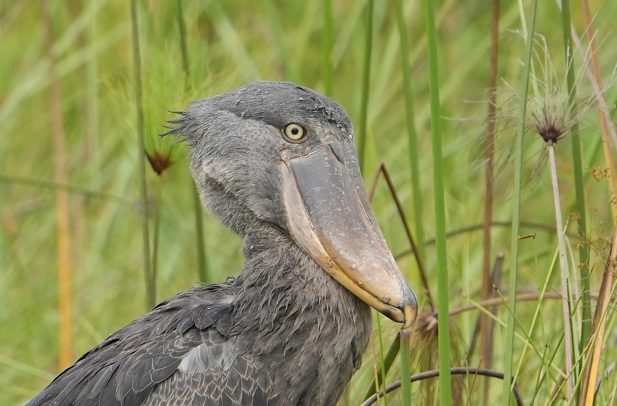 Shoebill - ML643928153