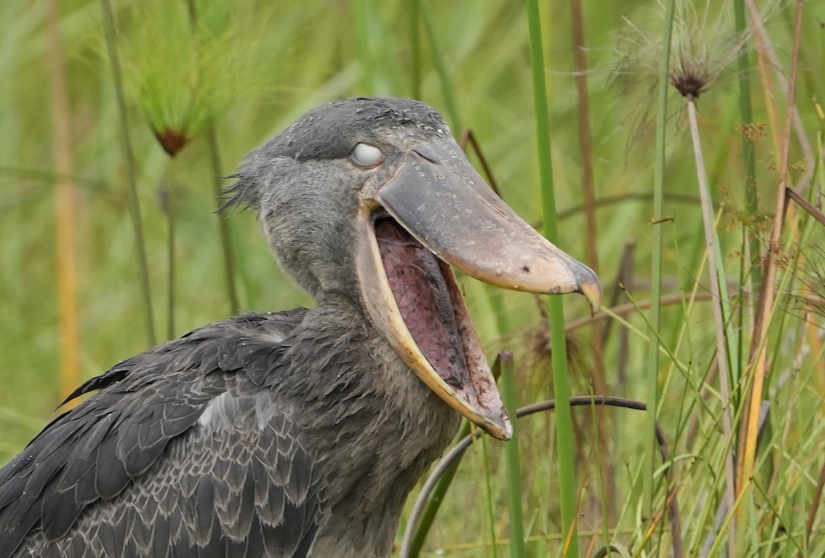 Shoebill - ML643928154
