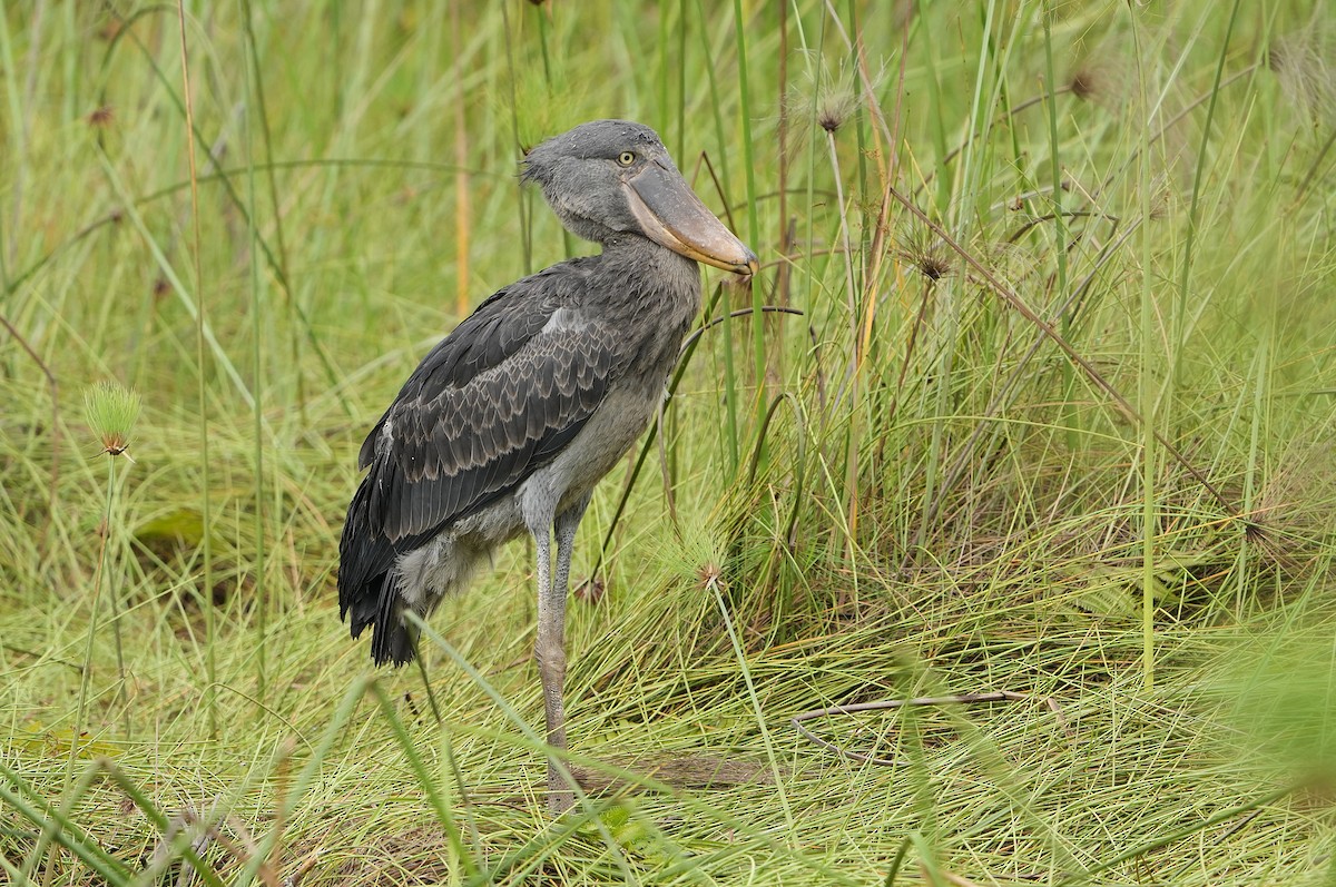 Shoebill - ML643928155