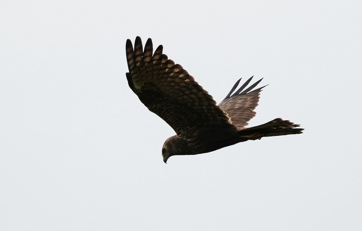 African Marsh Harrier - ML643928156