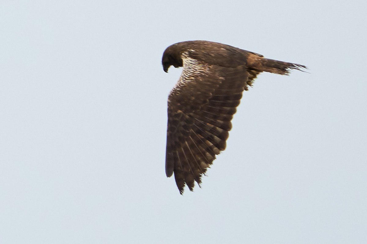 African Marsh Harrier - ML643928157