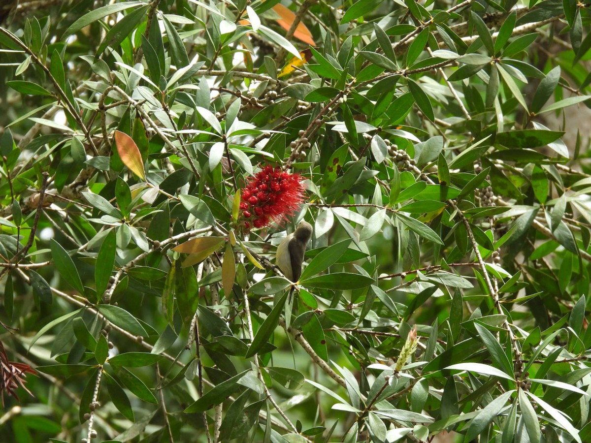 Pale-billed Flowerpecker - ML643928159