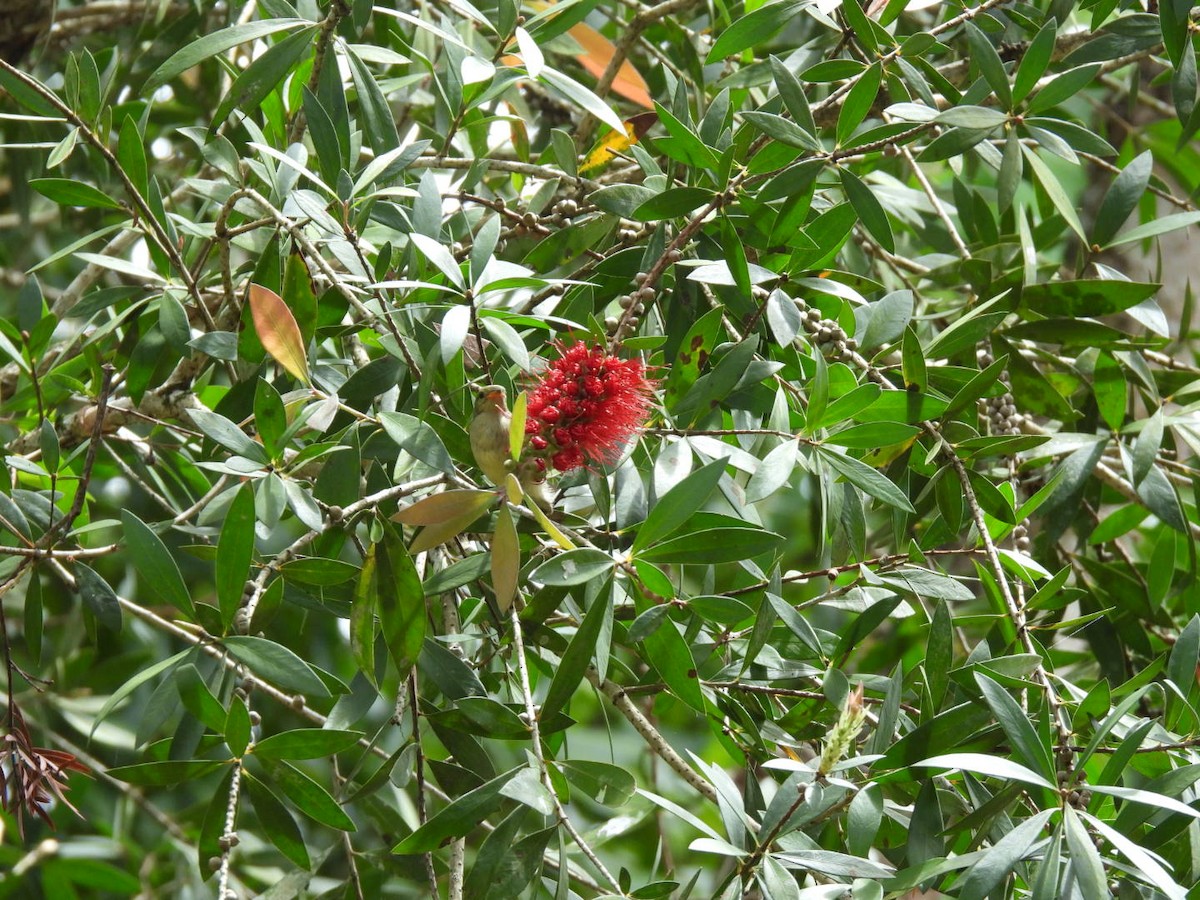 Pale-billed Flowerpecker - ML643928163