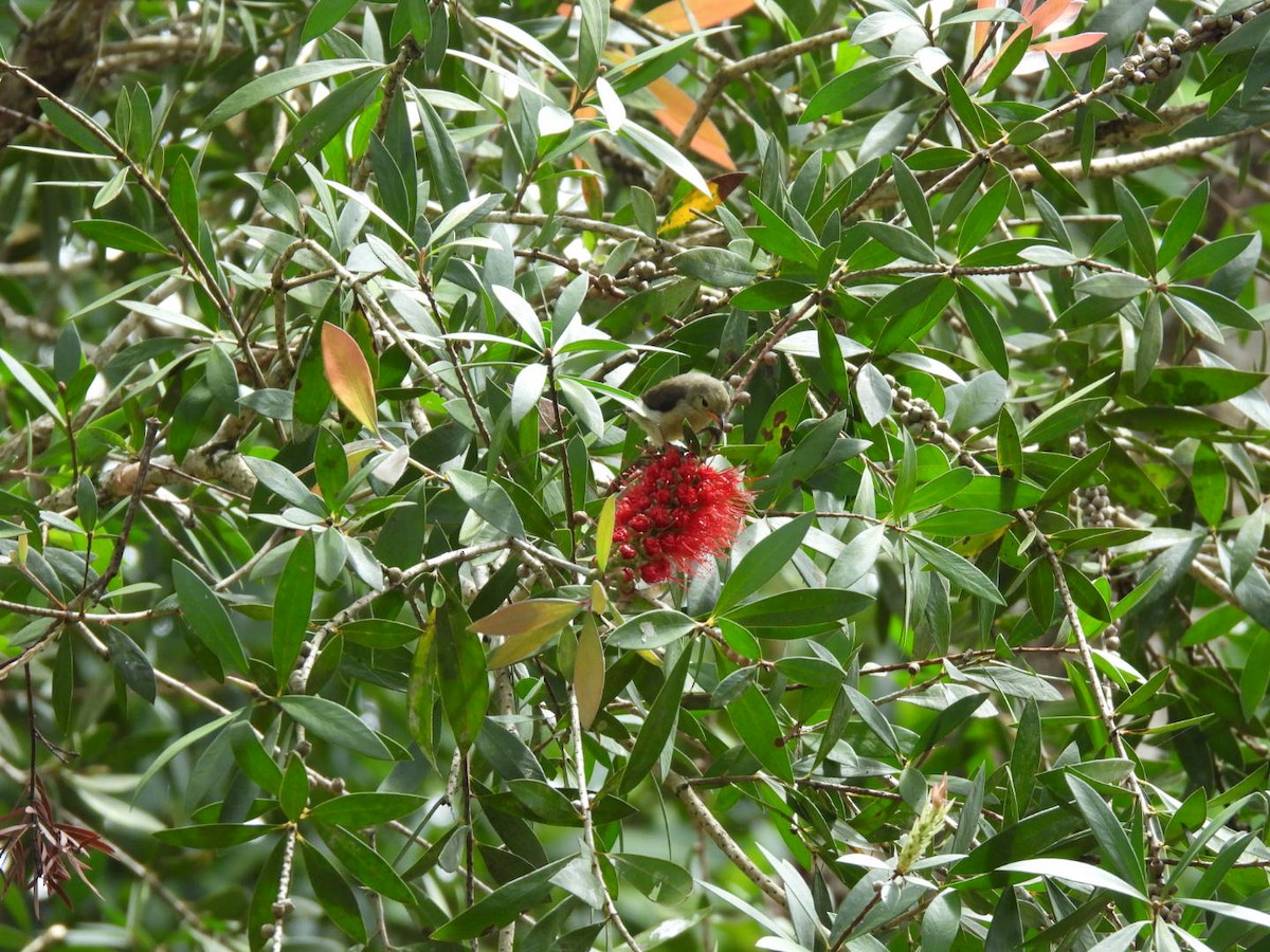Pale-billed Flowerpecker - ML643928164