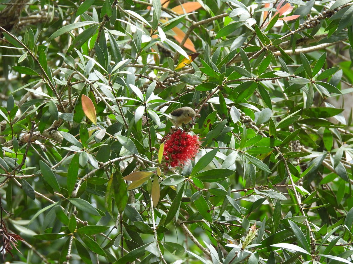 Pale-billed Flowerpecker - ML643928167