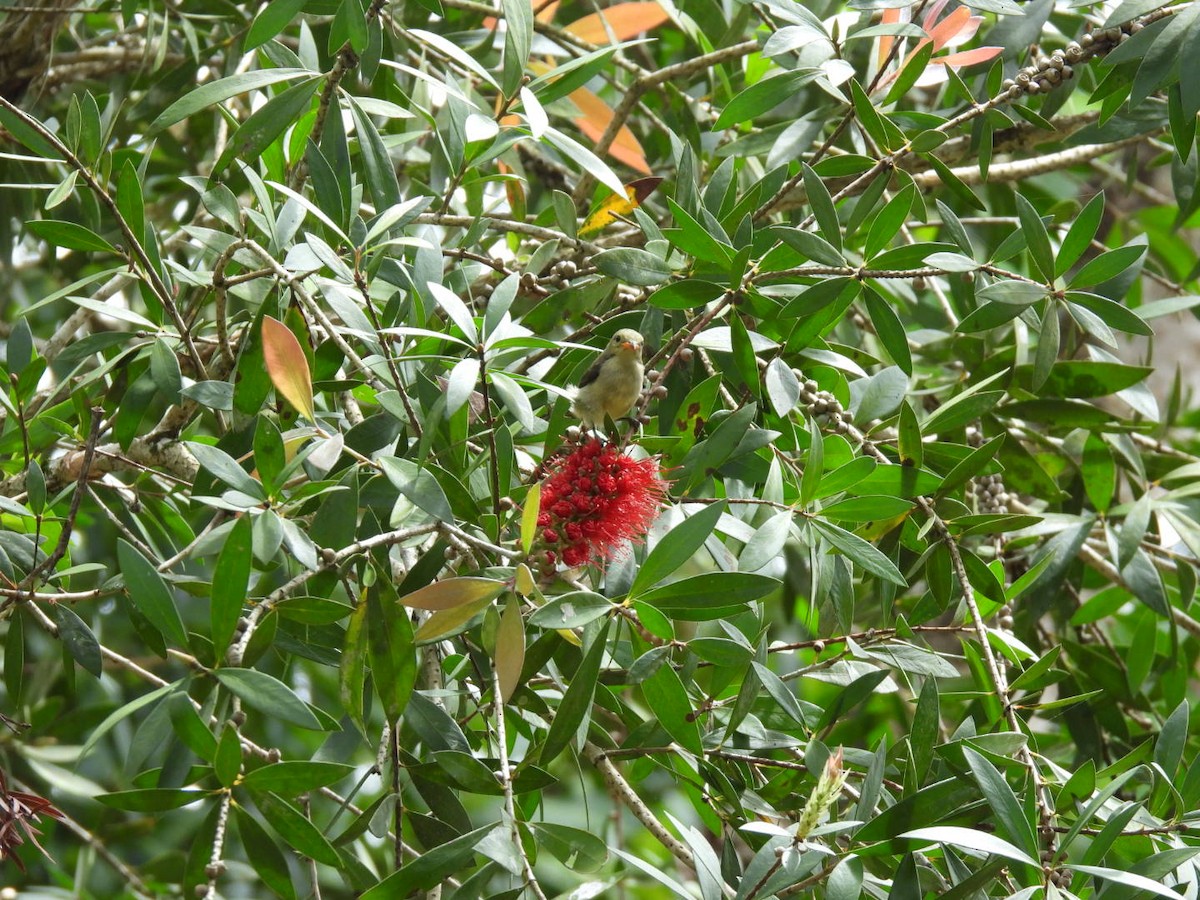 Pale-billed Flowerpecker - ML643928170