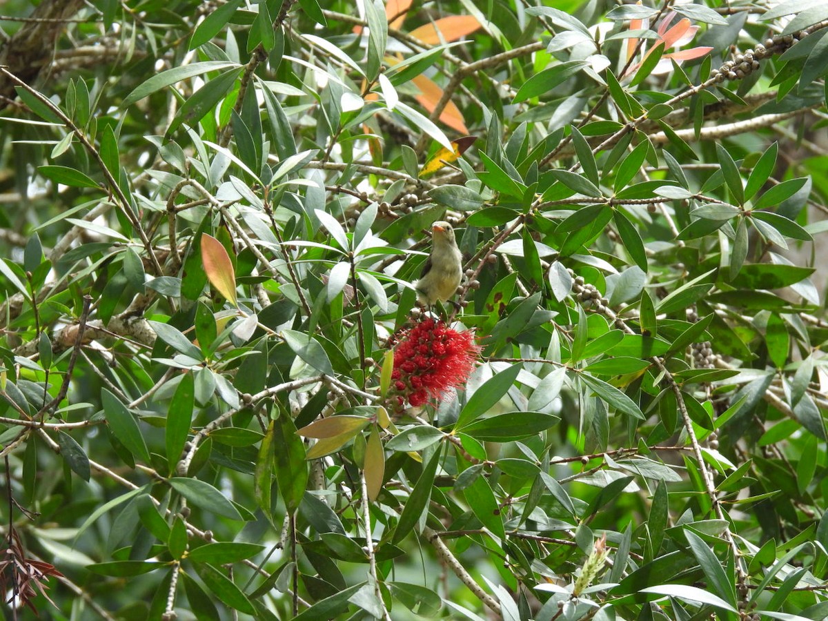 Pale-billed Flowerpecker - ML643928172