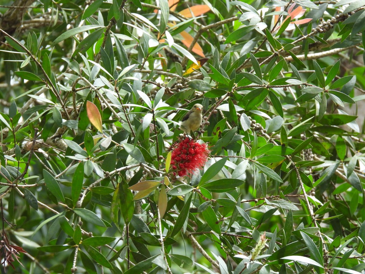 Pale-billed Flowerpecker - ML643928174