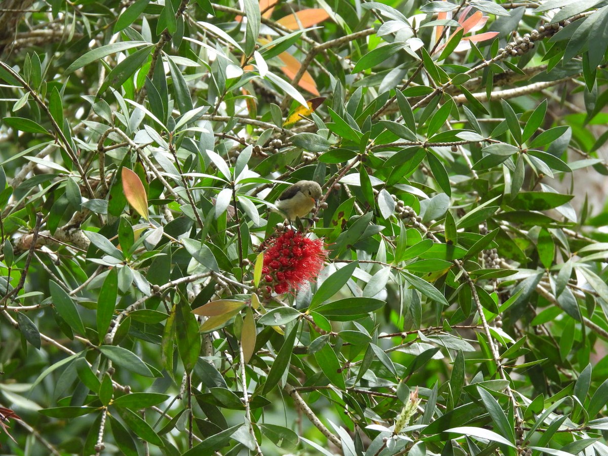 Pale-billed Flowerpecker - ML643928176